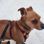 Pies do adopcji, Milanówek, 26 stycznia 2026