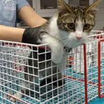 Znaleziono kota, Szczecin, 26 stycznia 2026