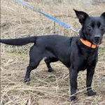 Znaleziono psa, Grudziądz, 9 listopada 2025