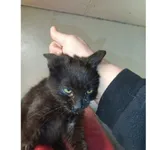 Znaleziono kota, Białystok, 26 stycznia 2026