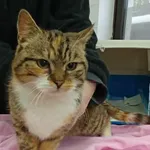 Znaleziono kota, Olsztyn, 26 stycznia 2026