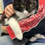 Kot do adopcji, Zgierz, 26 stycznia 2026