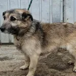 Pies do adopcji, Racławice, 23 stycznia 2026