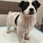 pies, mix, czarno-biały, 3 miesiące, brak chipa Miejsce znalezienia: ul. Piaskowa Znaleziono dnia: 2026-01-24