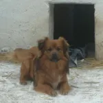 Pies do adopcji, Milanówek, 10 lutego 2026