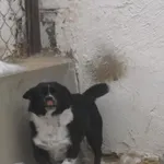 Pies do adopcji, Milanówek, 10 lutego 2026