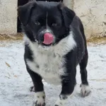 Pies do adopcji, Milanówek, 19 lutego 2026