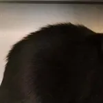 Znaleziono kota, Olsztyn, 26 stycznia 2026