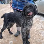 Znaleziono psa, Toruń, 23 stycznia 2026