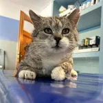 Kot do adopcji, Zgierz, 26 stycznia 2026