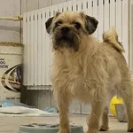 Pies do adopcji, Milanówek, 15 lutego 2026