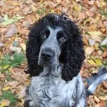 Zaginął pies, Łódź, 27 stycznia 2026