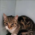 Znaleziono kota, Grudziądz, 27 stycznia 2026