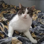 Kot do adopcji, Bełchatów, 29 lipca 2025