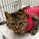 Znaleziono kota, Wałbrzych, 17 stycznia 2026