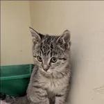 Znaleziono kota, Grudziądz, 28 stycznia 2026