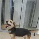 Znaleziono psa, Grudziądz, 28 stycznia 2026