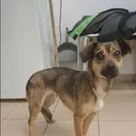 Znaleziono psa, Grudziądz, 28 stycznia 2026