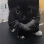 Znaleziono kota, Grudziądz, 28 stycznia 2026