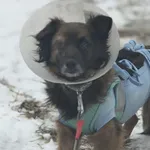 piesek z chorym oczkiem