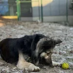 Pies do adopcji, Bydgoszcz, 28 stycznia 2026