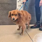 Znaleziono psa, Chełmek, 27 stycznia 2026