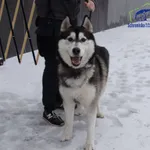 Znaleziono psa, Szczecin, 26 stycznia 2026