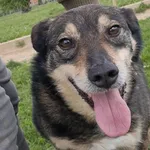 Pies do adopcji, Tatary, 14 stycznia 2019