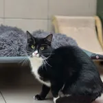 Kot do adopcji, Bydgoszcz, 28 stycznia 2026