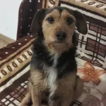 Zaginął pies, Kodrąb, 29 stycznia 2026