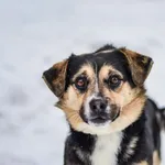 Pies do adopcji, Radom, 1 lutego 2026