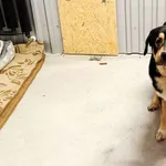 Znaleziono psa, Wałbrzych, 28 stycznia 2026