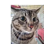 Znaleziono kota, Wrocław, 28 stycznia 2026