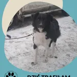 Znaleziono psa, Dąbrówka, 28 stycznia 2026