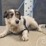 Znaleziono psa, Chełmek, 28 stycznia 2026