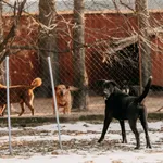 Pies do adopcji, Czartki, 29 stycznia 2026