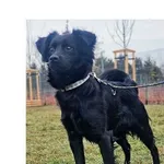 Pies do adopcji, Wrocław, 27 stycznia 2026