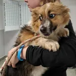 Znaleziono psa, Toruń, 27 stycznia 2026