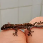 Znaleziono zwierzę, Lublin, 5 stycznia 2026