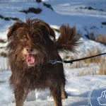 Pies do adopcji, Chełmek, 29 stycznia 2026