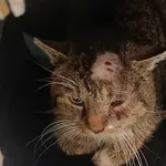 Znaleziono kota, Bydgoszcz, 26 stycznia 2026