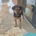 Znaleziono psa, Gdynia, 24 stycznia 2026