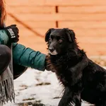 Pies do adopcji, Czartki, 29 stycznia 2026