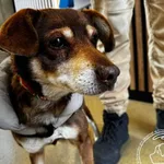 Pies do adopcji, Chełmek, 9 stycznia 2026