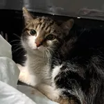 Znaleziono kota, Olsztyn, 27 stycznia 2026