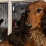 Zaginął jamnik długowłosy 