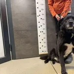 Przyjęty: 2026-01-29 Gmina: Stowarzyszenie Płeć: Pies Opis: mieszaniec, czarno-białe