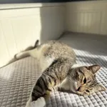 Zaginął kot, Rzeszów, 30 stycznia 2026