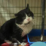 Znaleziono kota, Gdynia, 23 stycznia 2026