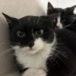 Znaleziono kota, Sosnowiec, 29 stycznia 2026